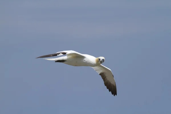 Gannet in flight — Stock Photo, Image