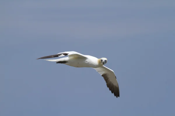 Genten tijdens de vlucht — Stockfoto