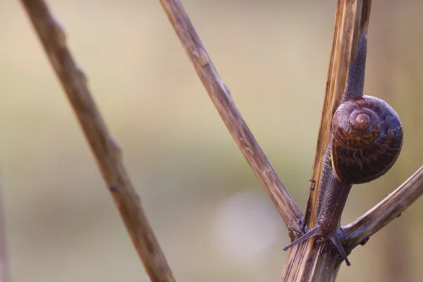 Caracol de jardín — Foto de Stock