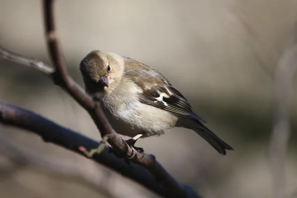 Sparrow (Passer montanus) — Stockfoto