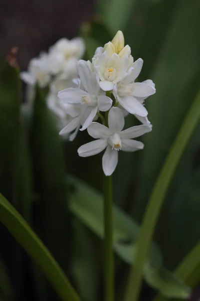 Vita asterisk blomma — Stockfoto