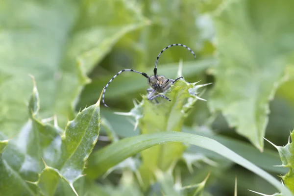 Scarabeo che sbircia su una foglia — Foto Stock