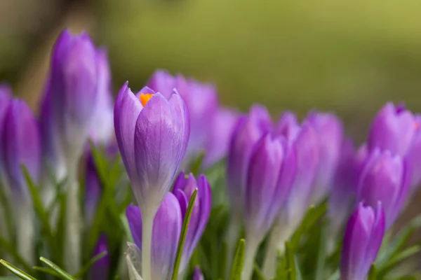 Flor púrpura — Foto de Stock