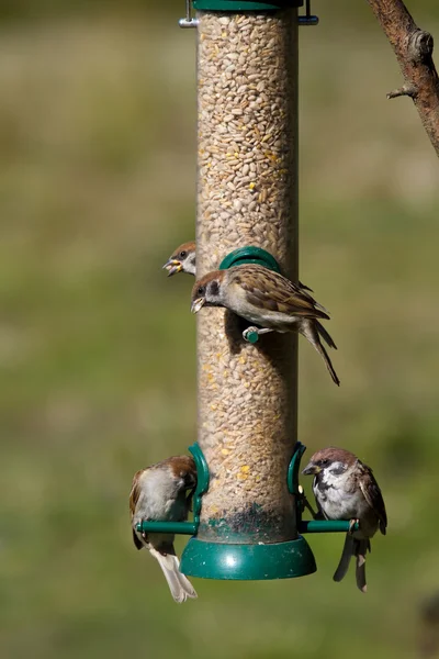 Tree Sparrows (Passer montanus) — Stock Photo, Image