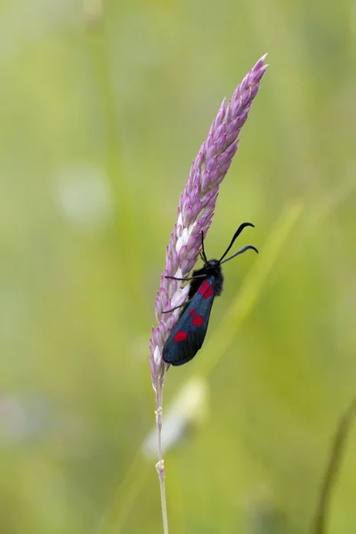 Pět přímých burnet — Stock fotografie