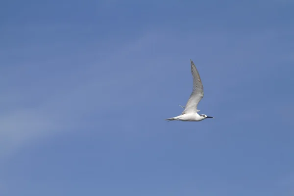 Sandwich Tern — Stock Photo, Image