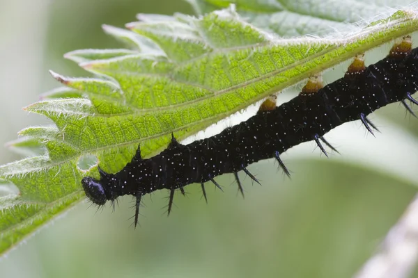 Caterpillar peacock butterfly — Stock Photo, Image