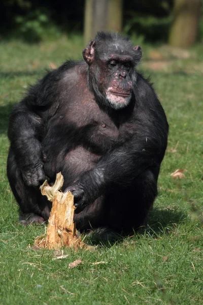 古いチンパンジー — ストック写真