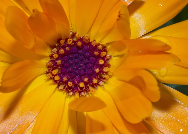 Orange Flower — Stock Photo, Image