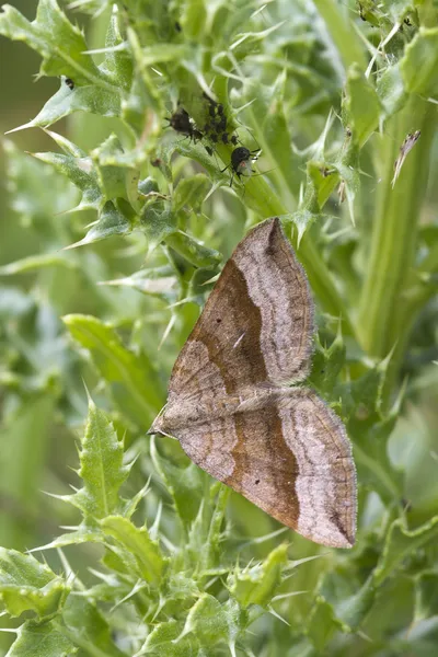 Shaded broadbar Moth — стоковое фото