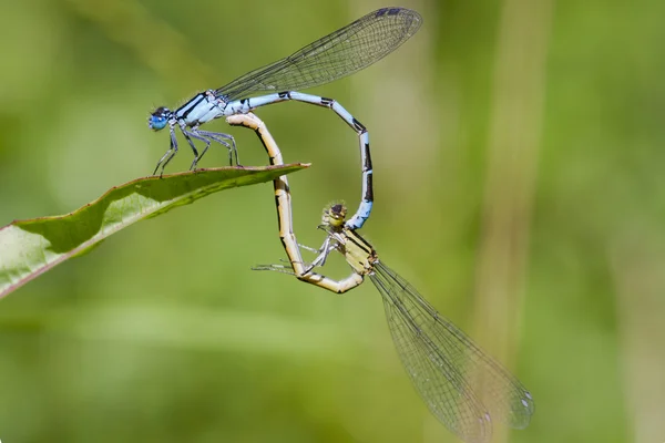 Загальні синій damselflies — стокове фото