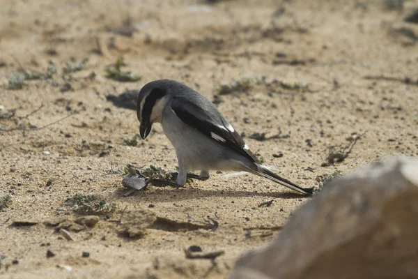 Shrike gris sur — Foto de Stock