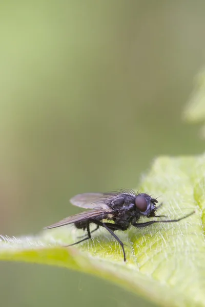 Fleischfliege — Stockfoto