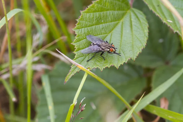 Vlees fly (sarcophaga bercaea) — Stockfoto