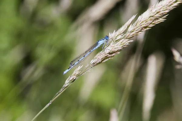 Blaue Burgfliege — Stockfoto