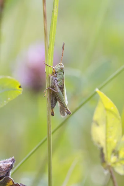 Gräshoppa på stam — Stockfoto