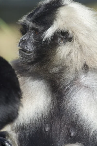 Schwarzer und weißer Gibbon — Stockfoto