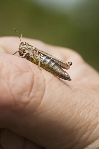 Sprinkhaan op Hand — Stockfoto