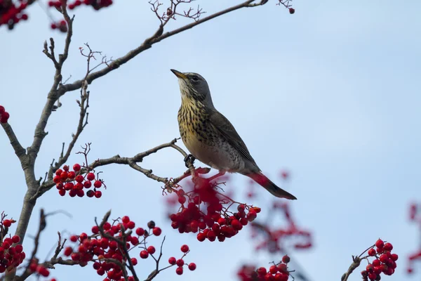 Drozd kvíčala (turdus pilaris) — Stock fotografie