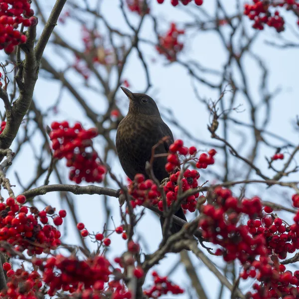 Blackbird perched on a branch — Stock Photo, Image