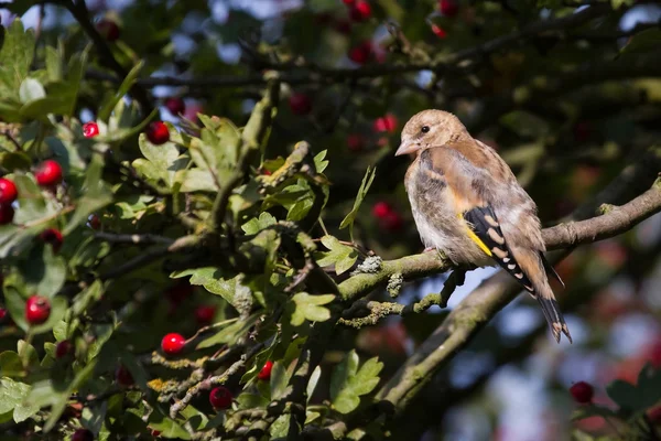 Goldfinch på gren — Stockfoto