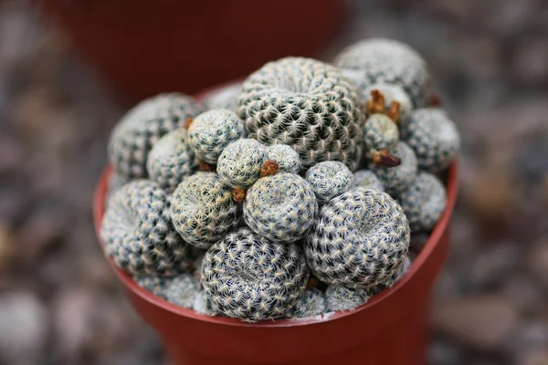 Cactus verde — Foto Stock