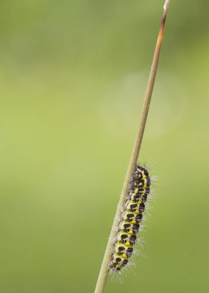 Fünfpunktraupe — Stockfoto