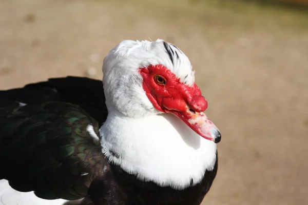 Pato-mostarda — Fotografia de Stock