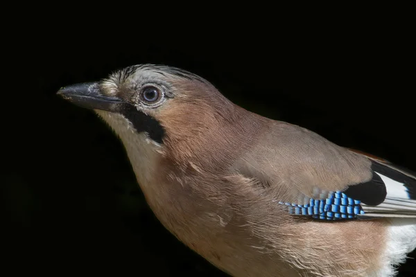 Джей (Garruzglandarius) ) — стоковое фото