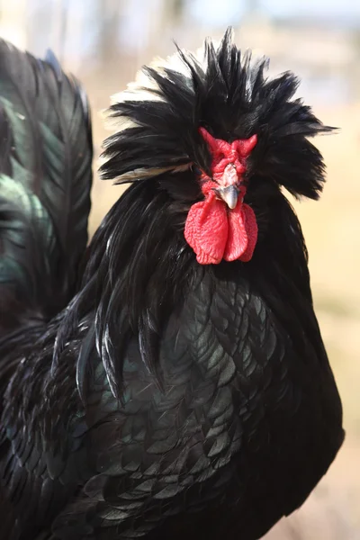 黑公鸡 — 图库照片