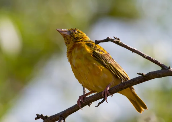 Village Weaver — Stock Photo, Image