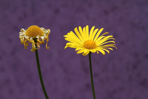 Margherite gialle — Foto Stock