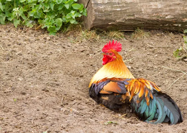 Galo de galinha — Fotografia de Stock