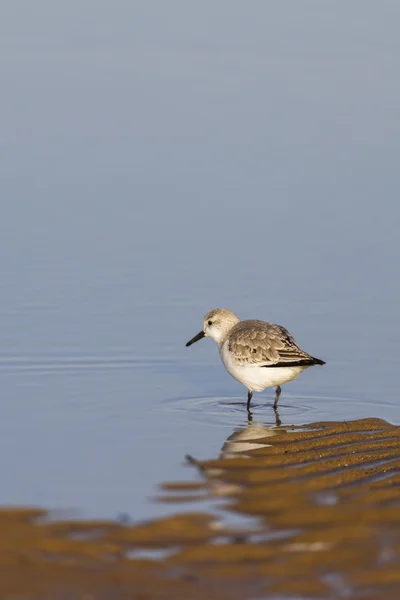 Sanderling auf Nahrungssuche — Stockfoto