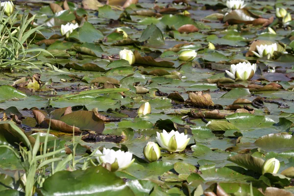 Gigli d'acqua — Foto Stock