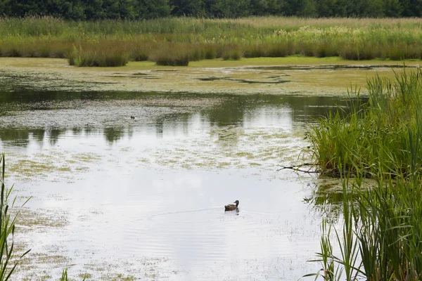 Lac dans l'eau — Photo