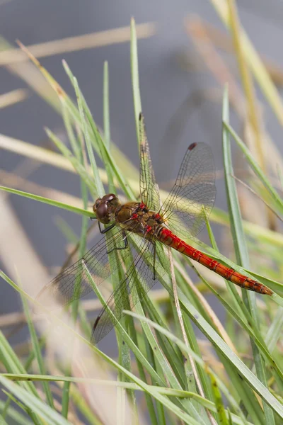 Blodröd ängstrollslända dragonfly — Stockfoto