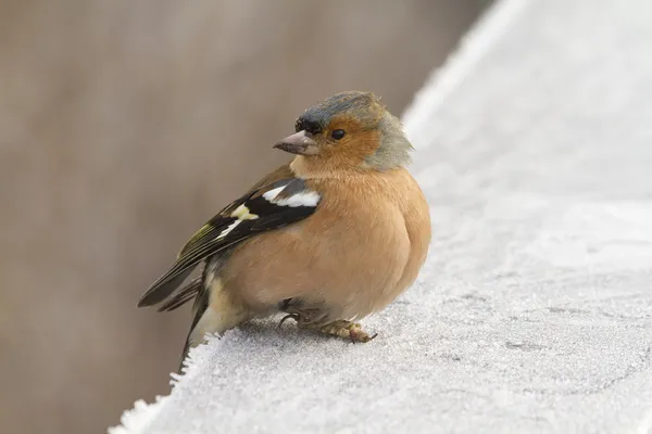 Chaffinch (Fringilla coelebs)) — 图库照片