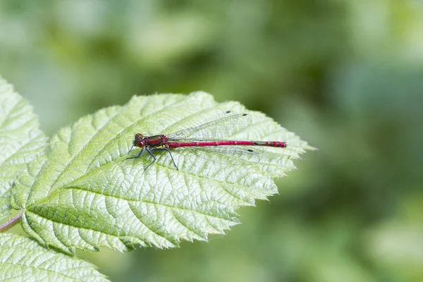 Damselfly vermelho — Fotografia de Stock