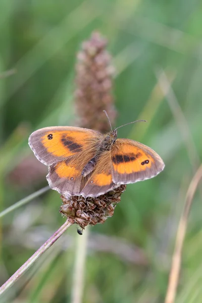 Gatekeeper Butterfly — Stock Photo, Image