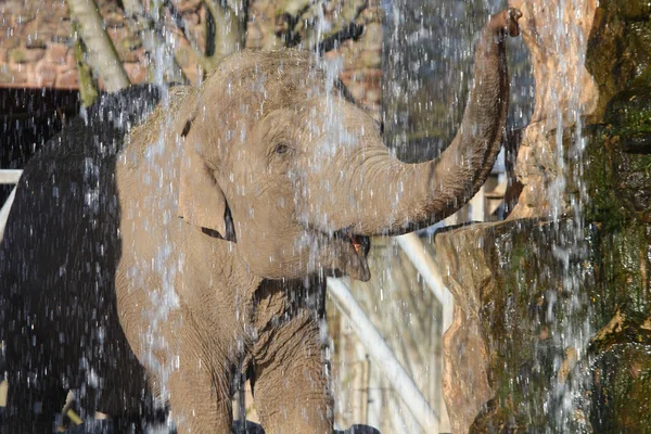 シャワーを浴びている象 — ストック写真