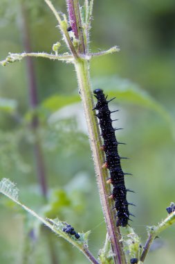 Caterpillar tavuskuşu kelebek