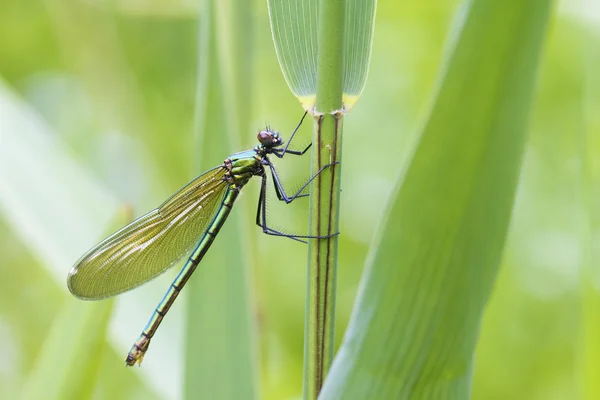 Banded demoiselle — kuvapankkivalokuva