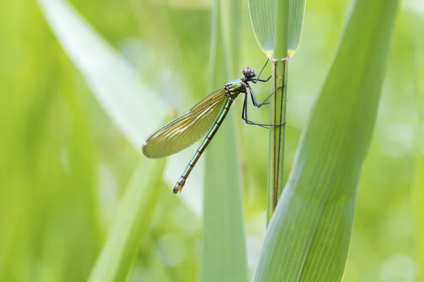 Gebänderte Demoiselle — Stockfoto