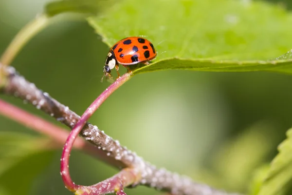 Pequeña mariquita — Foto de Stock