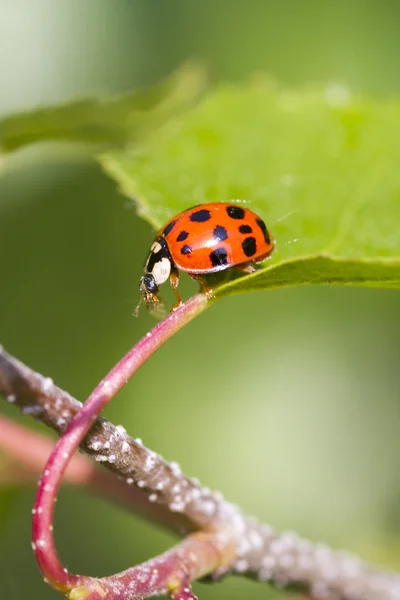 Kleine lieveheersbeestje — Stockfoto