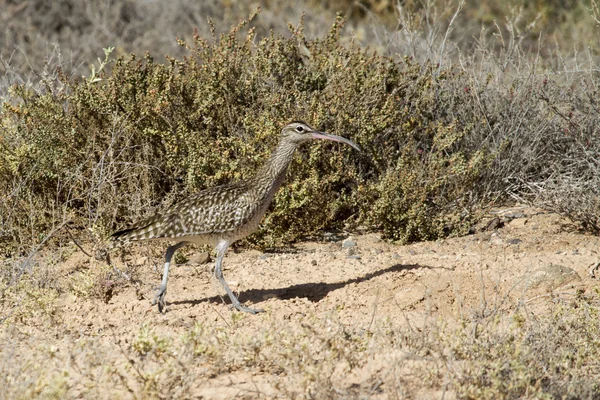 Whimbrel dans la nature — Photo