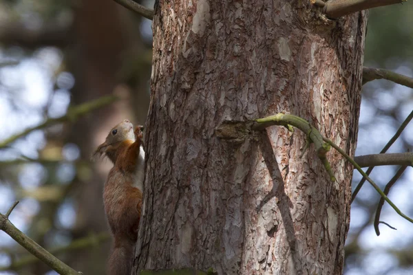 Rothörnchen — Stockfoto