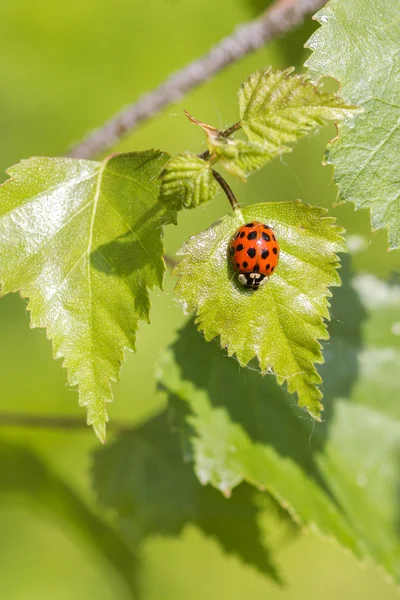 Kleine lieveheersbeestje — Stockfoto