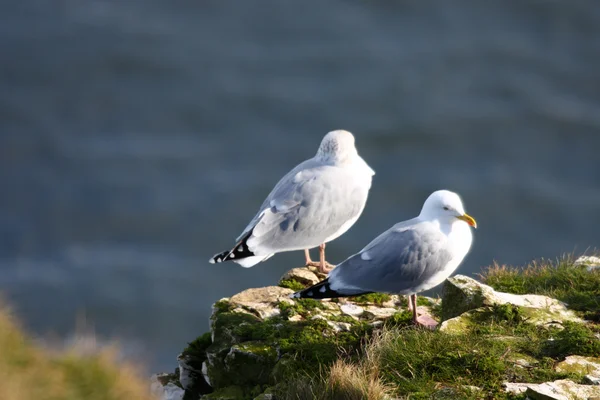 Herring Gulls — Stock Photo, Image